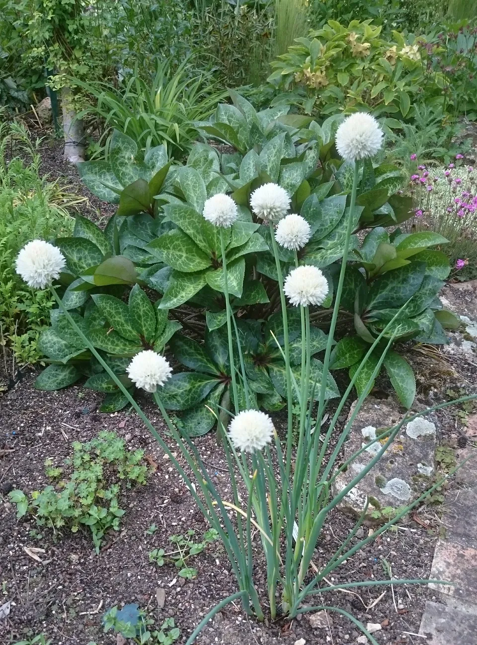 Passion Vivaces Allium schoenoprasum Wellington White ciboulette blanche