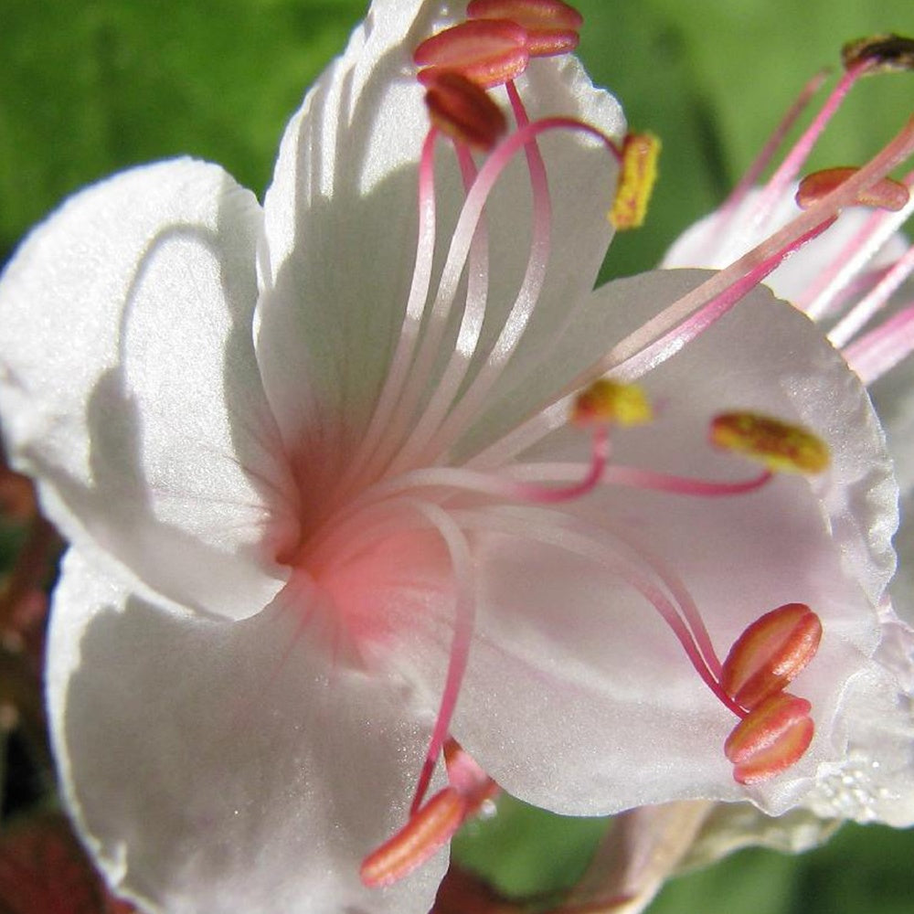 Bakker Spessart géranium vivace 3 racines nues couvre-sol