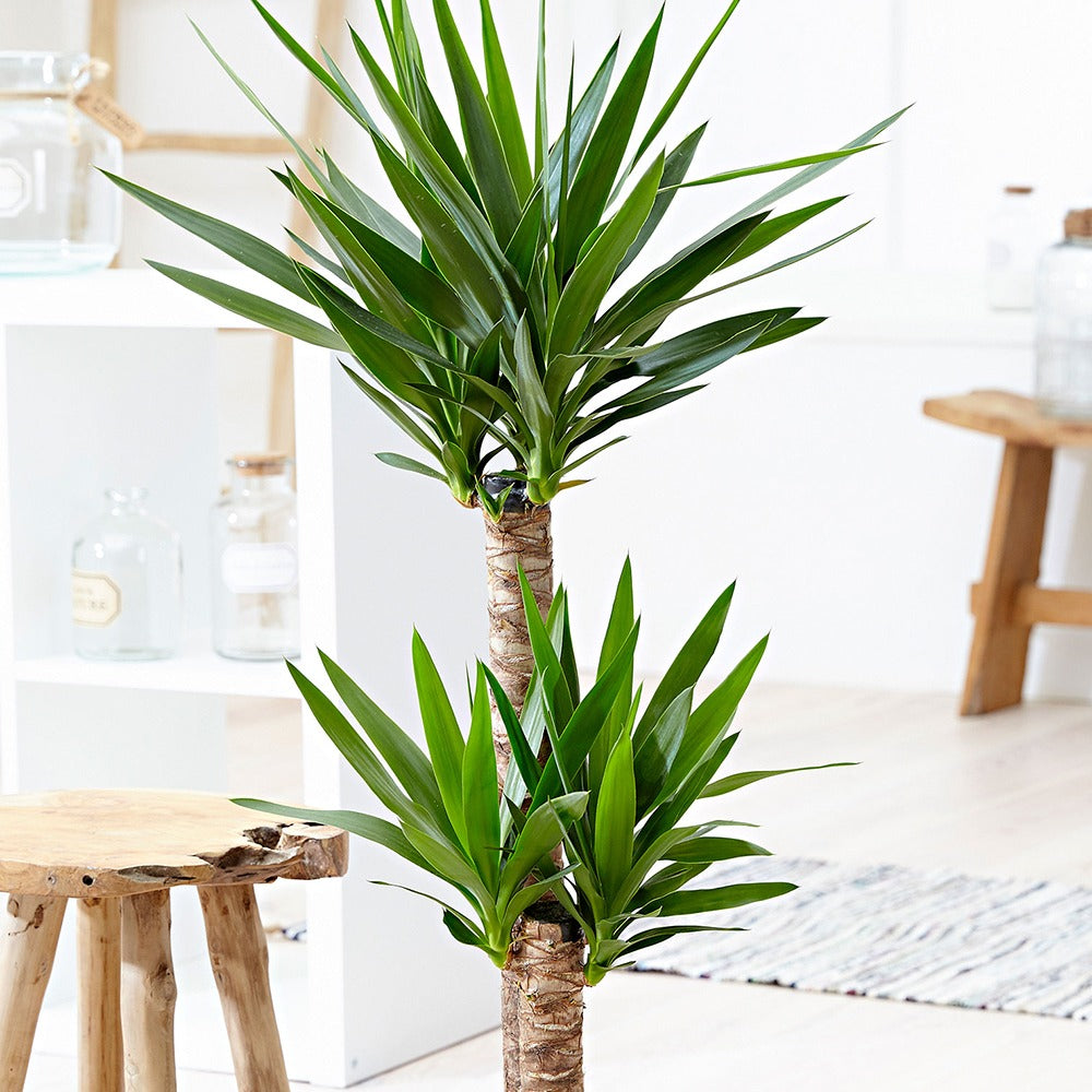 Bakker Plantes d'intérieur Yucca elephantipes XL 2 troncs pot 17cm