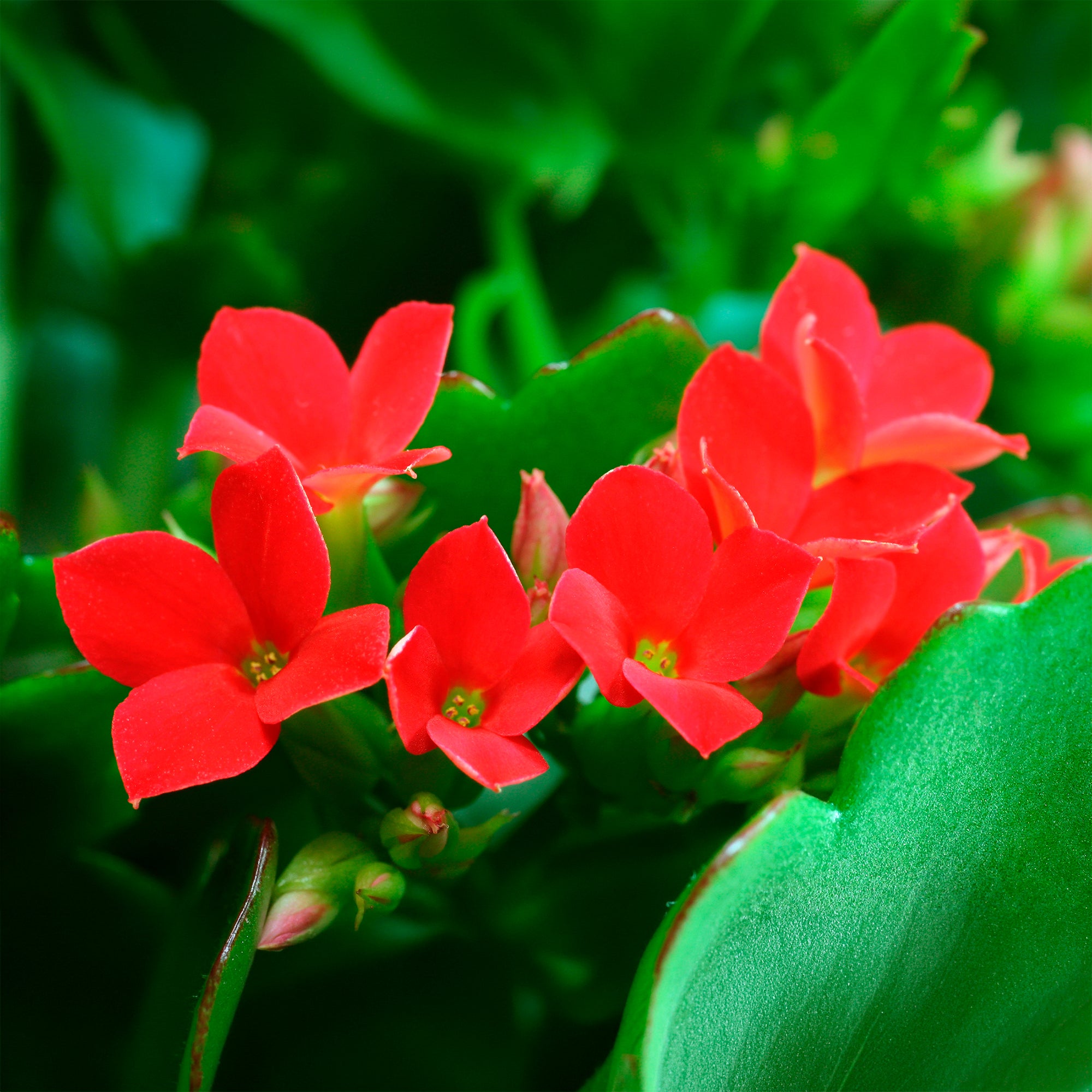 Bakker Kalanchoe rouge plante d'intérieur pot 9cm compacte