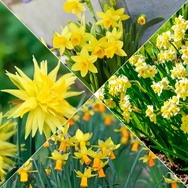 Bakker Collection 30 mini Narcisses bulbes Jet Fire sachet 30