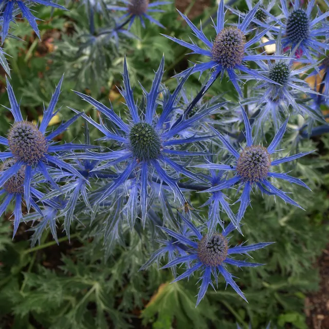 Passion Vivaces Eryngium panicaut chardon bleu godet graphique