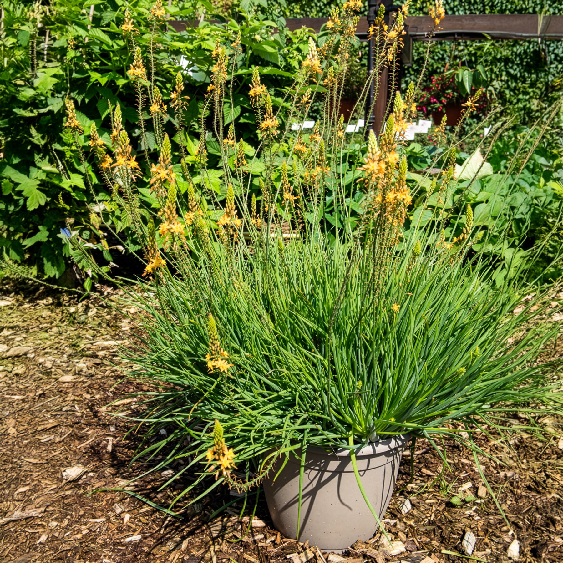 Bakker Bulbine Médicus plante vivace pot Ø 9cm jaune lot 2