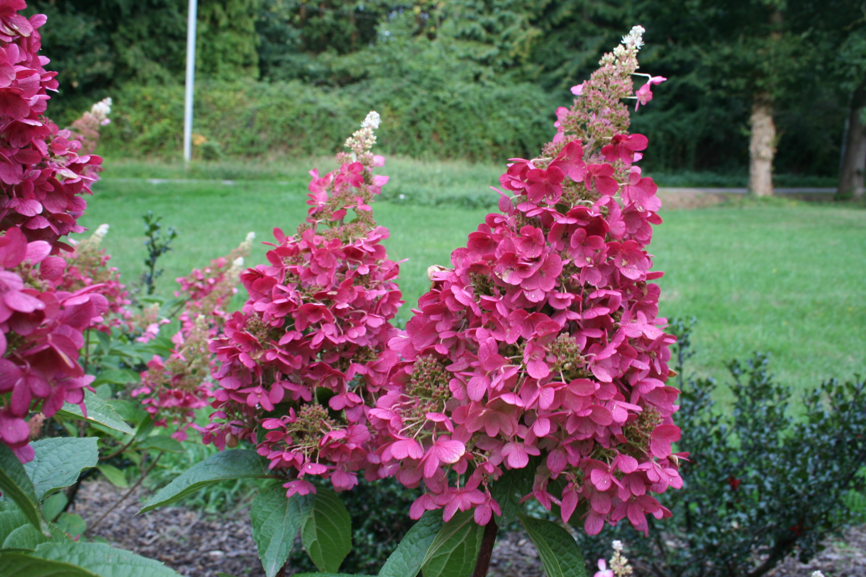 Les Hortensias du Haut Bois Pinky Winky hortensia paniculata godet