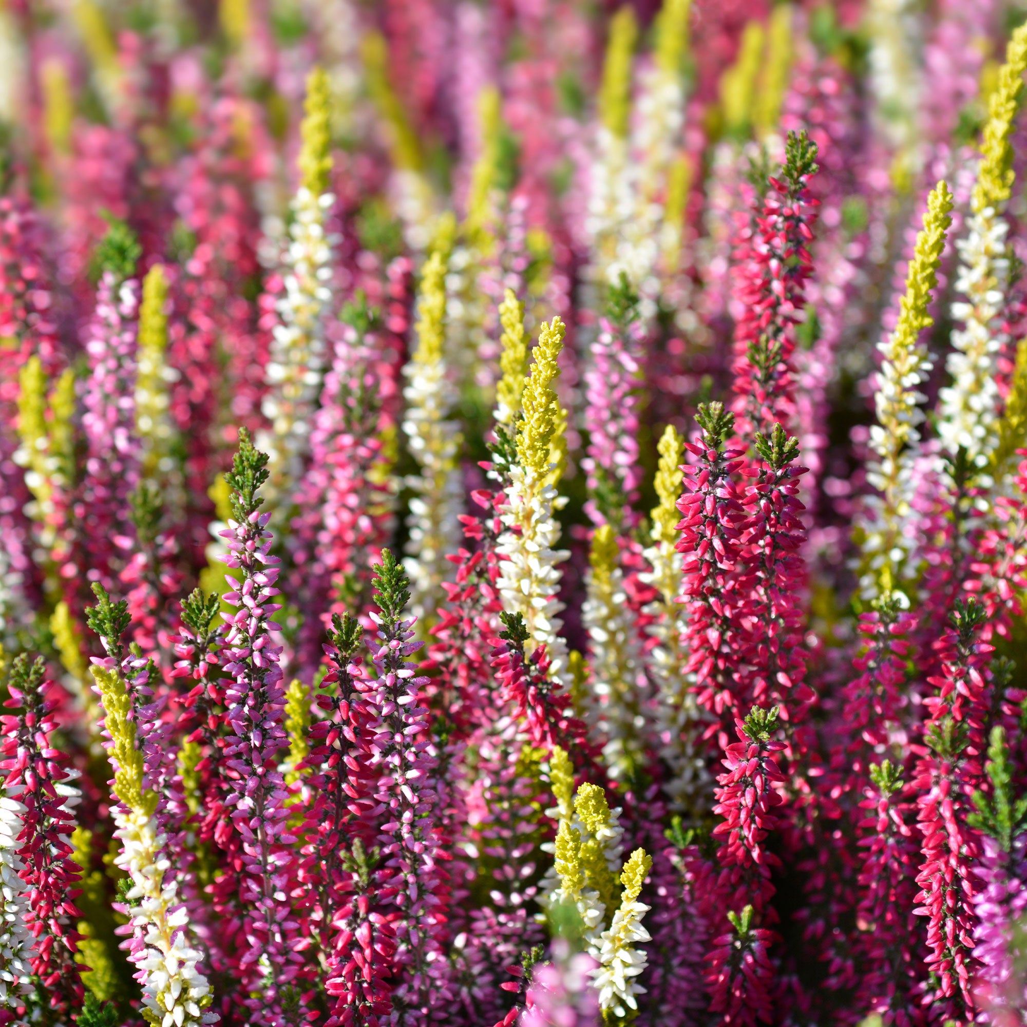 Bakker 6 Bruyères d'été mélange pots Ø9cm