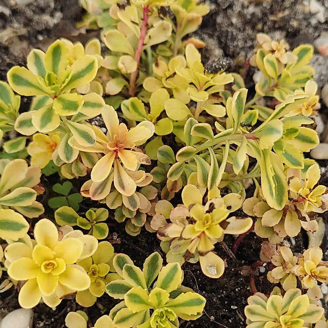 Passion Vivaces Sedum Selskianum Variegatum orpin pot 1L jaune