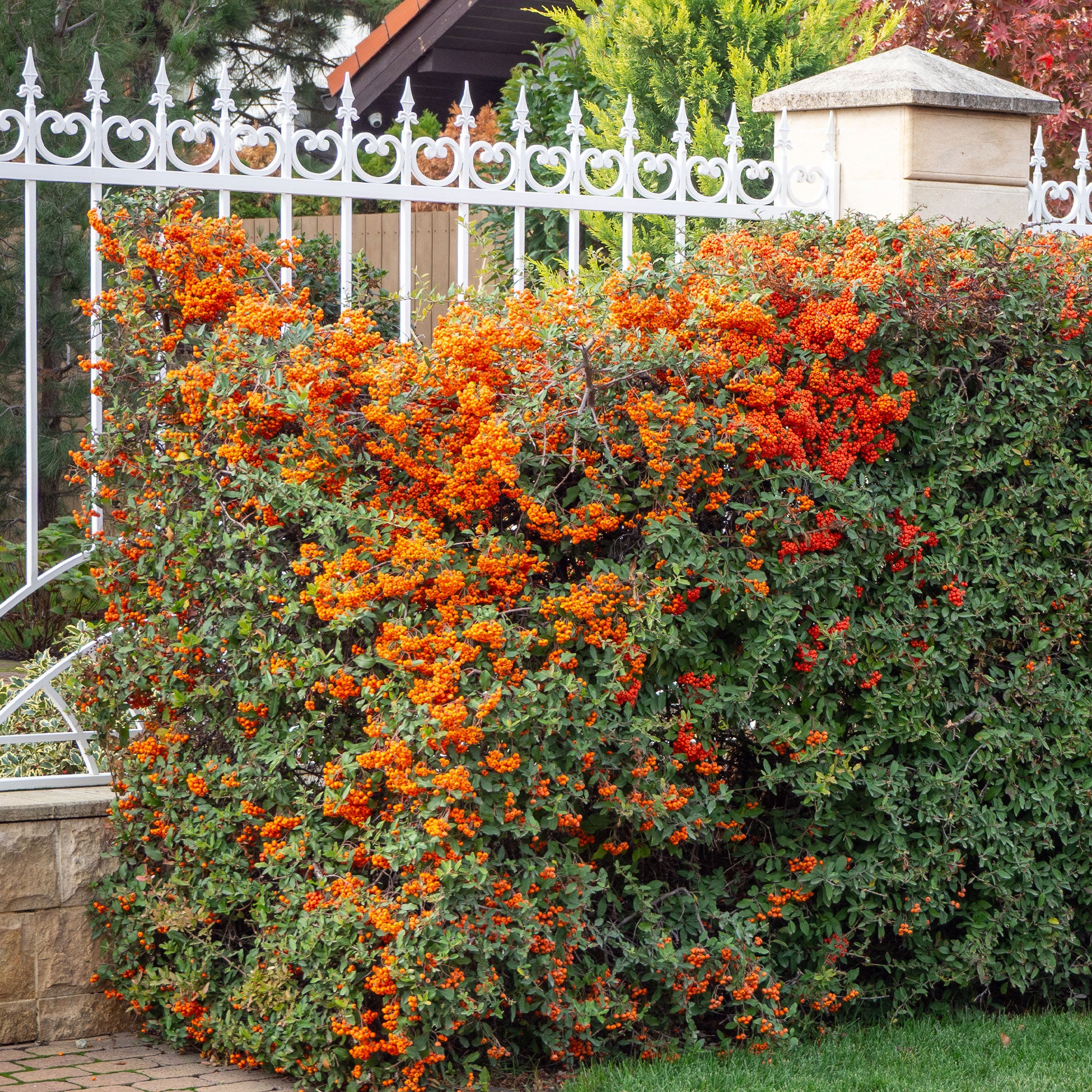 Bakker Pyracantha Saphyr Orange Cadange buisson pot 3L