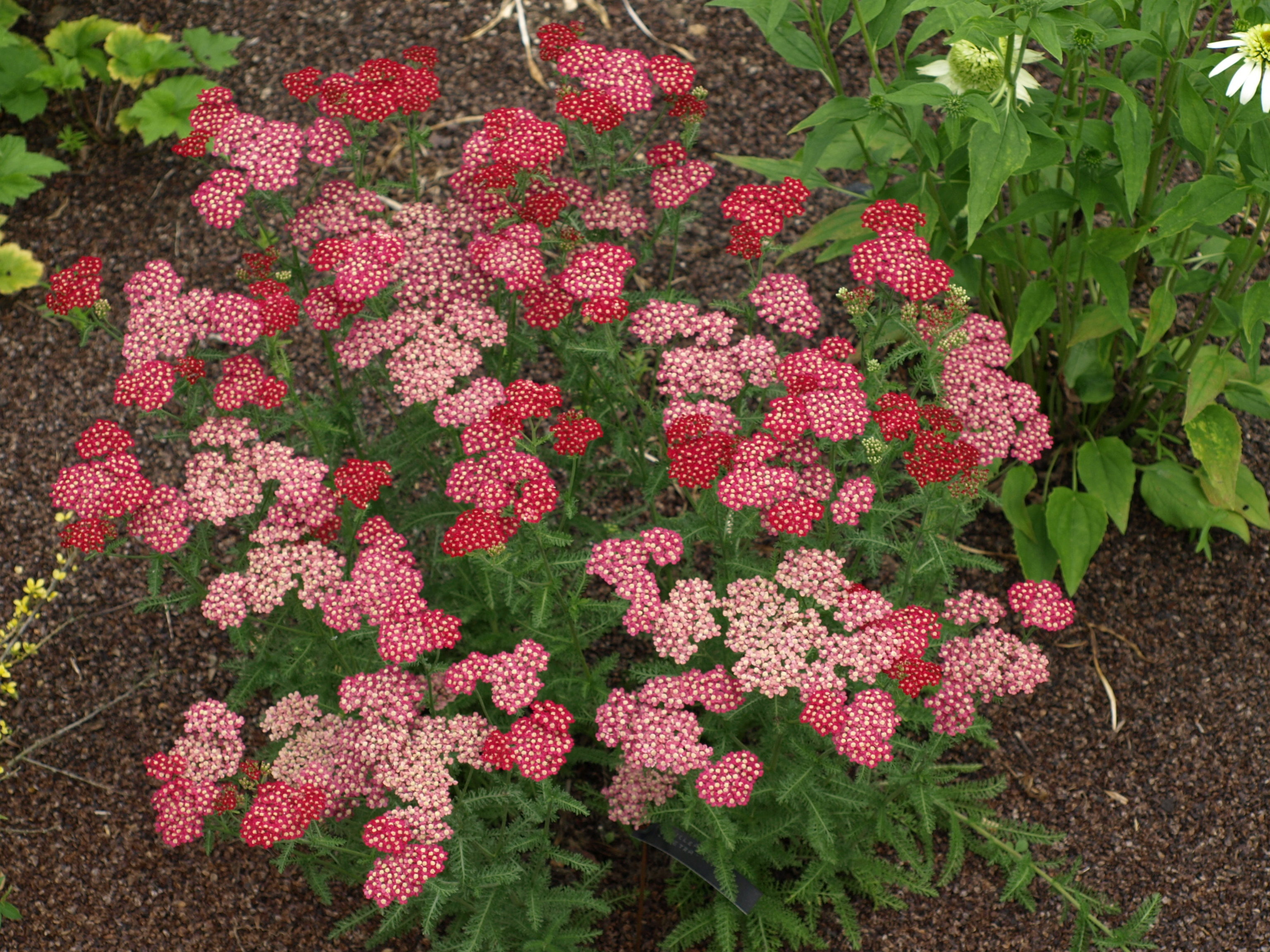 Passion Vivaces Achillea Petra achillée millefeuille plante de jardin