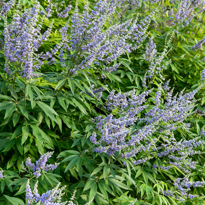 Bakker Gattilier Latifolia arbuste pot 3L 30-40cm violet
