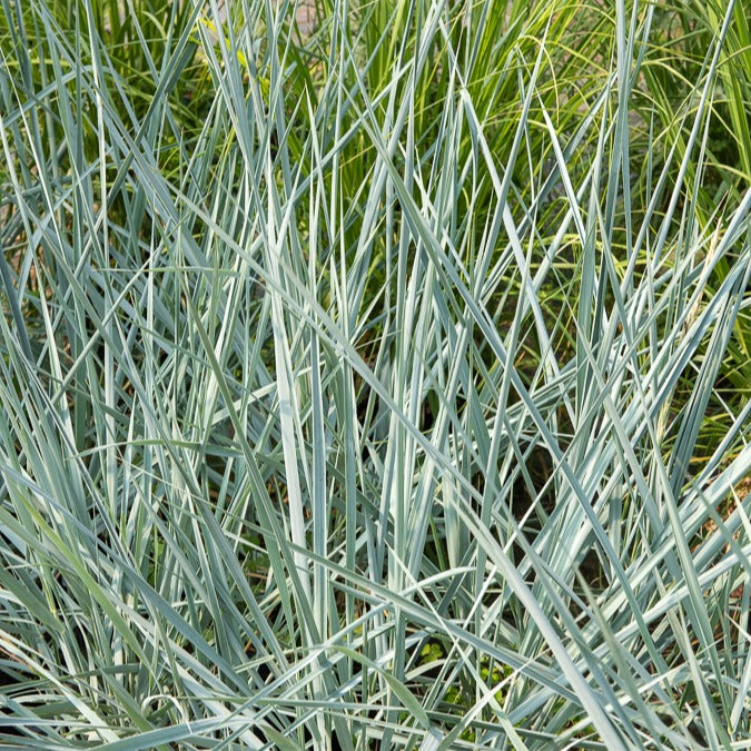Bakker Seigle de mer Blue Dune graminée pot 9cm feuillage bleu