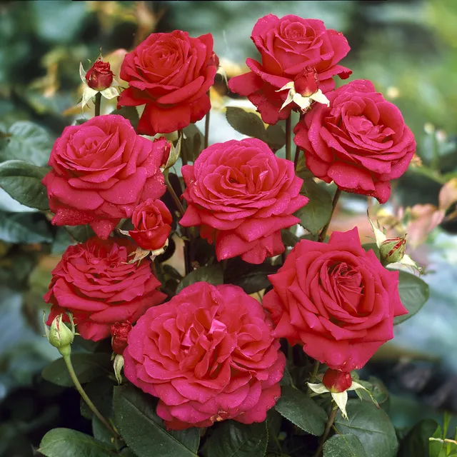Bakker Dame de Coeur rosier tige racine nue rouge 90-100cm