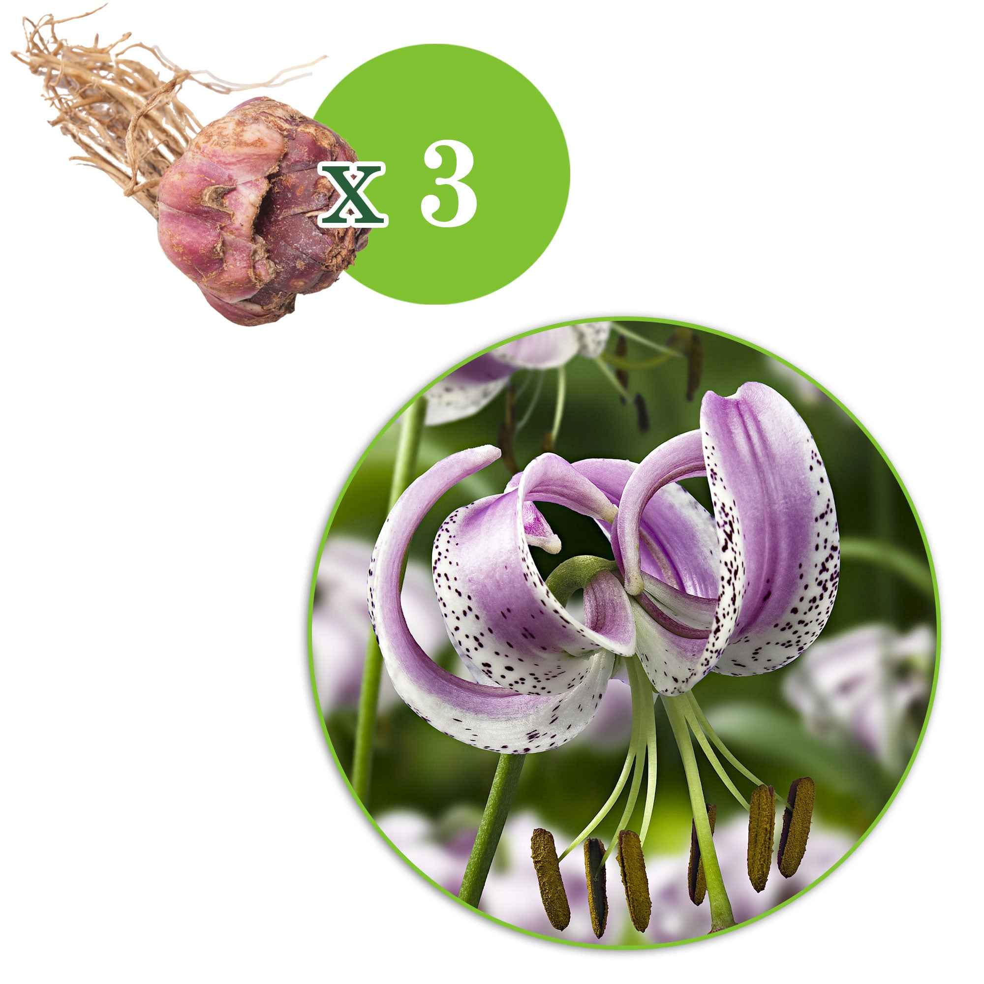 Bakker Lis lankongense bulbes à fleurs sachet 3 parfumé