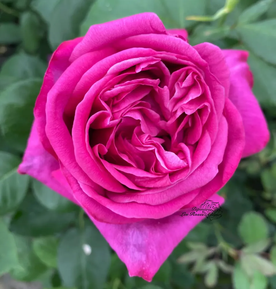 Michel Adam Parfum de Calorguen Adausix rosier buisson violet parfumé