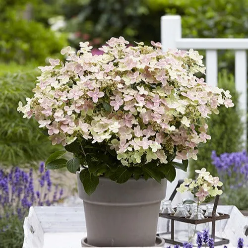 Bakker Polestar hortensia paniculé pot 1.3L blanc rose