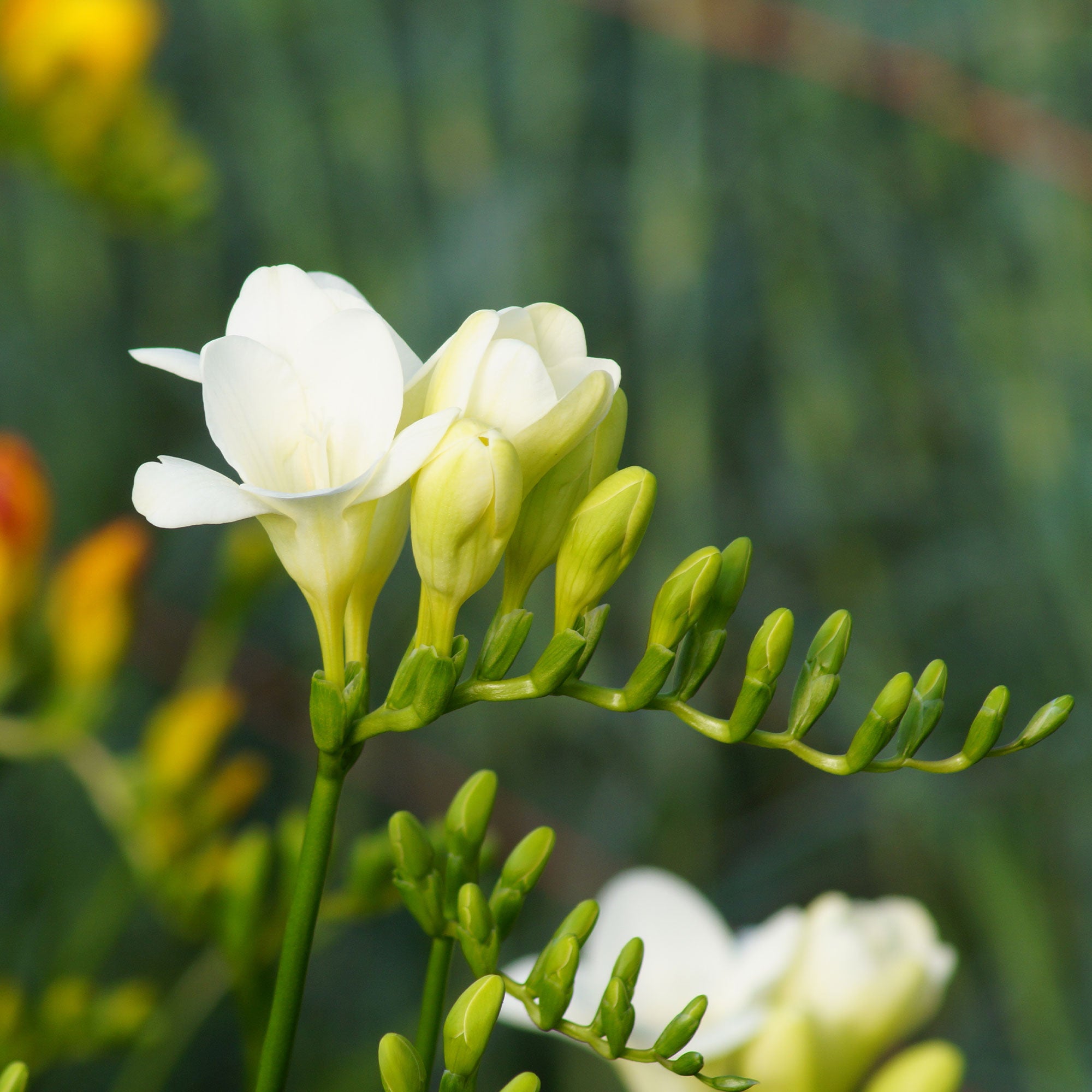 Bakker Bulbes à fleurs Freesia simple blanche bulbe sachet 15 parfumé