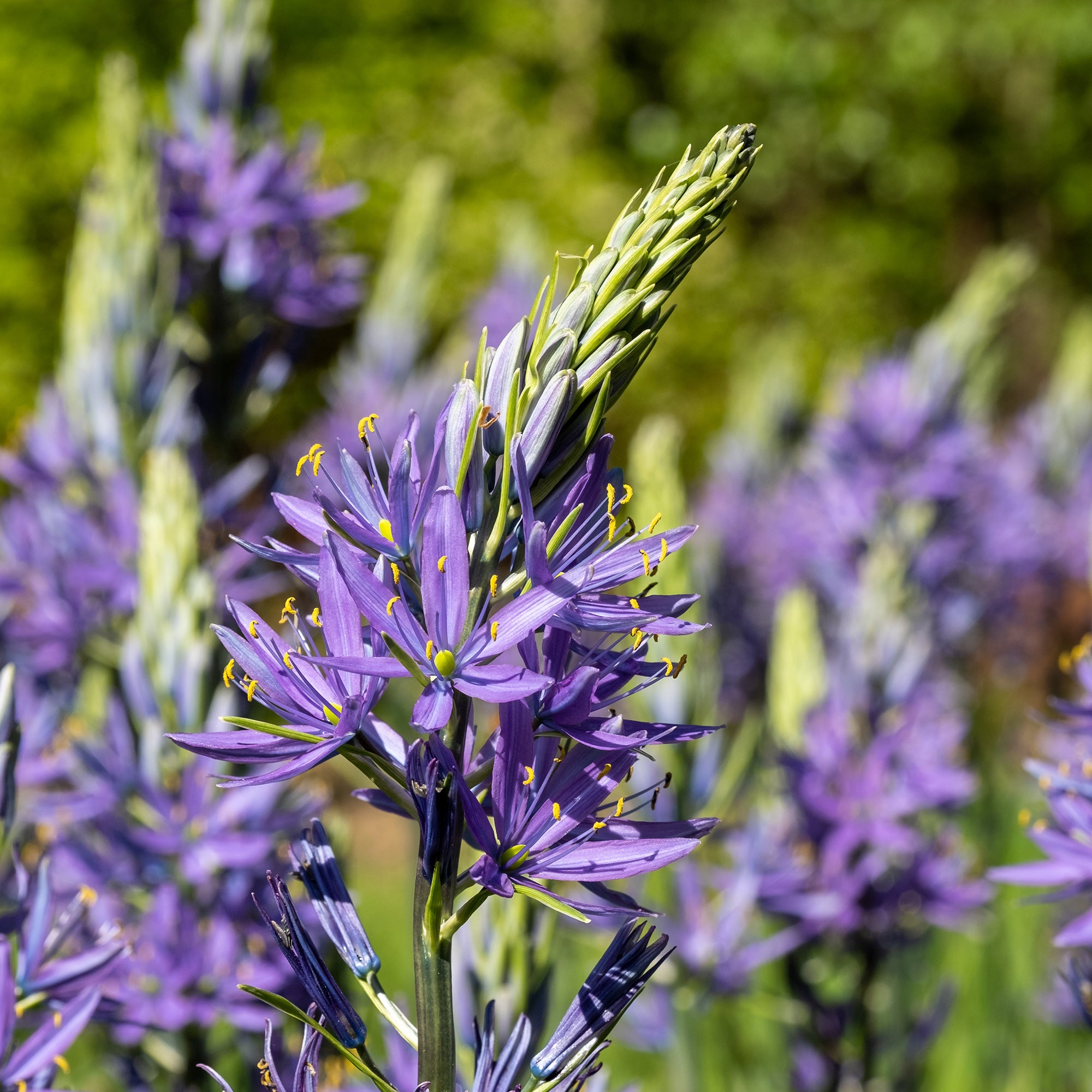 Bakker Camassia bleu bulbe fleur sachet 5 bulbes