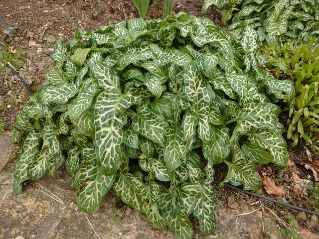 Passion Vivaces Arum Pictum gouet godet feuillage argenté