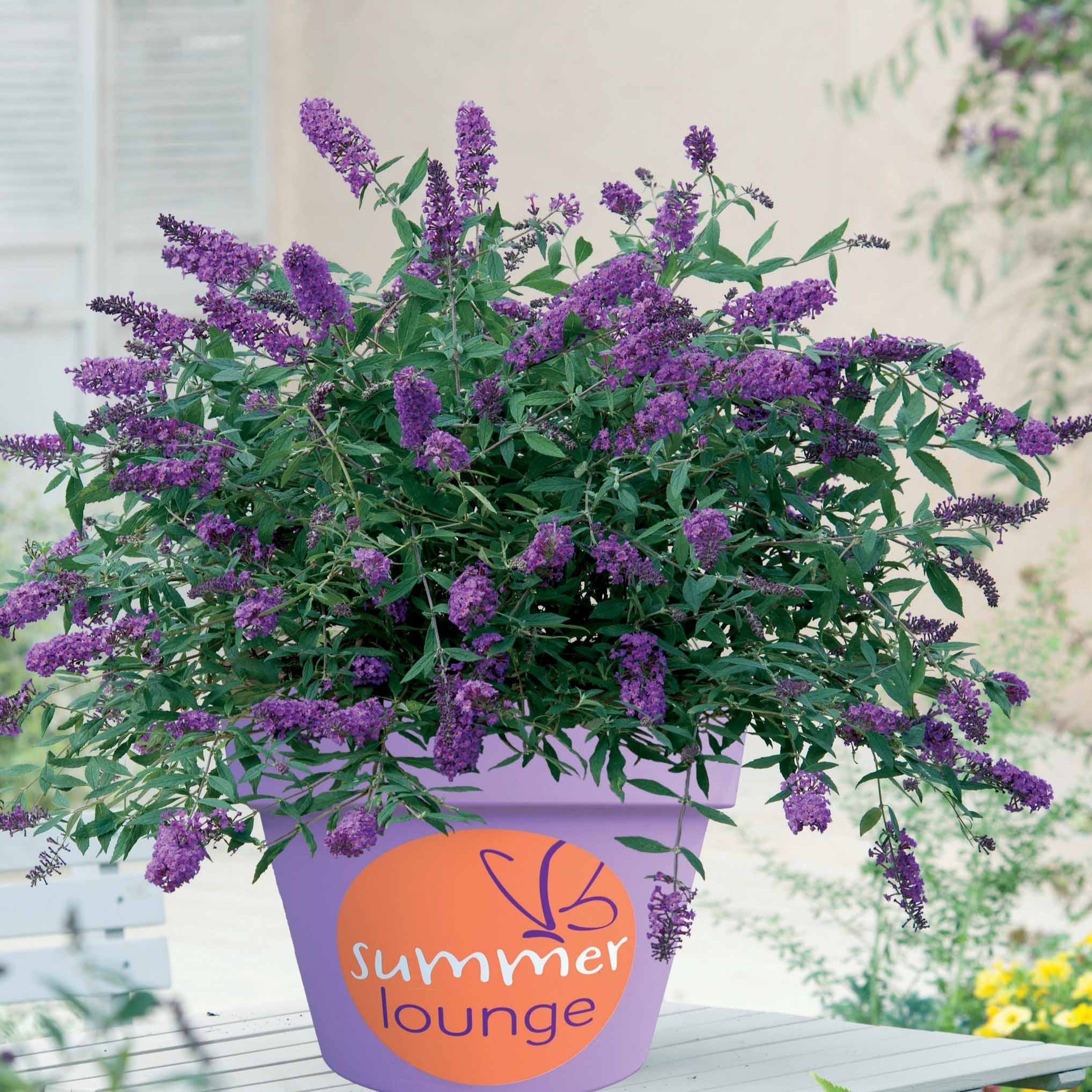 Bakker Buddleja Flânerie d’été arbuste pot 9cm violet