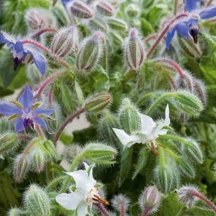 Bakker Bourrache Bleu et Blanche sachet graines 1g fleurs comestibles