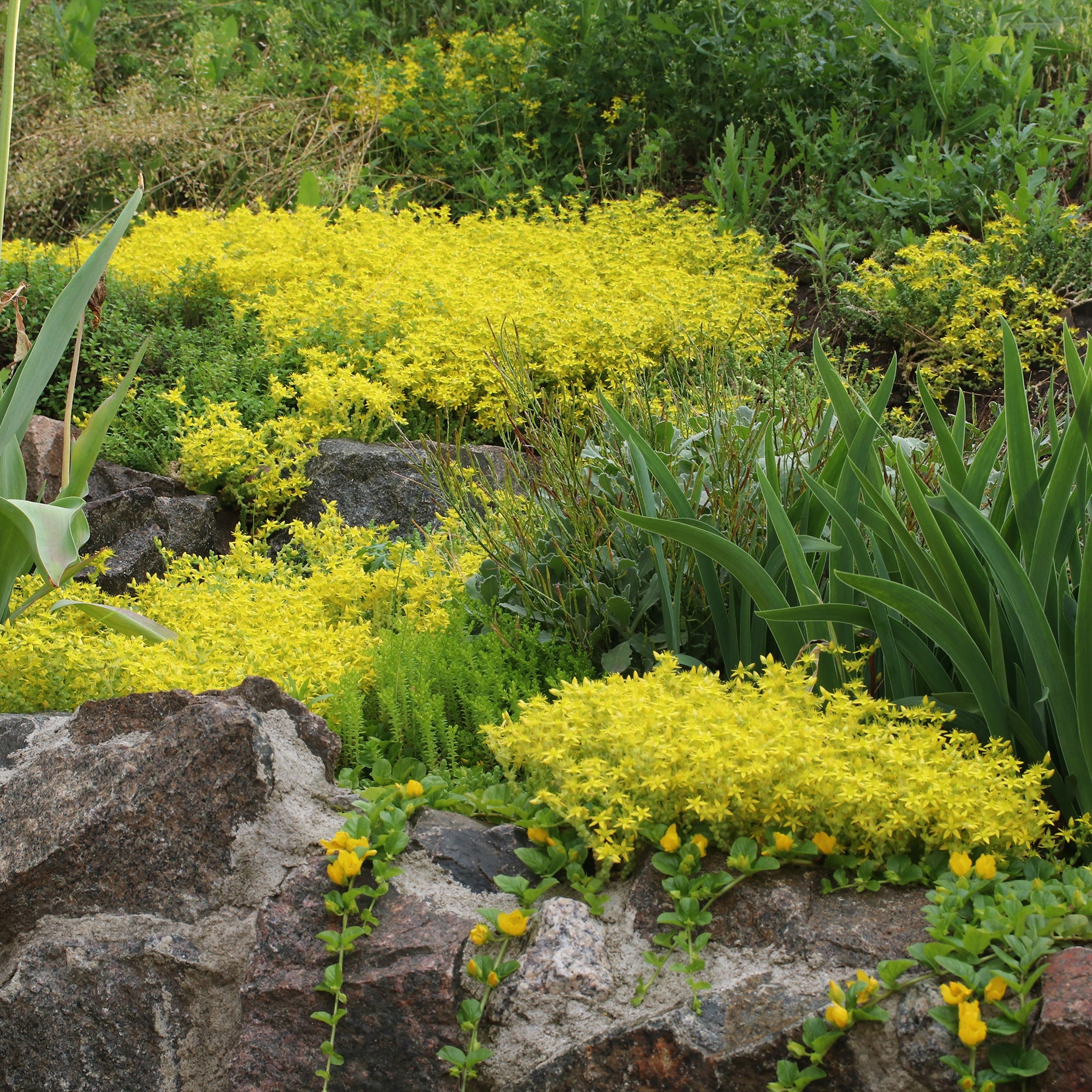 Bakker Sedum acre 2 pots 9cm couvre-sol jaune
