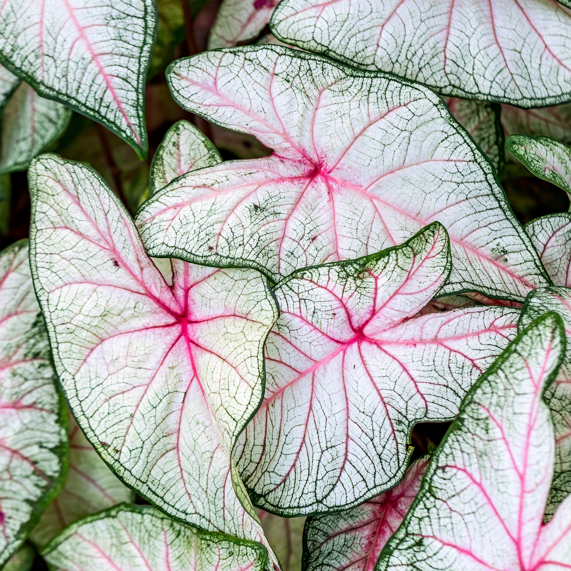 Bakker Caladium Fantasy plante d'intérieur sachet 1 bulbe rose