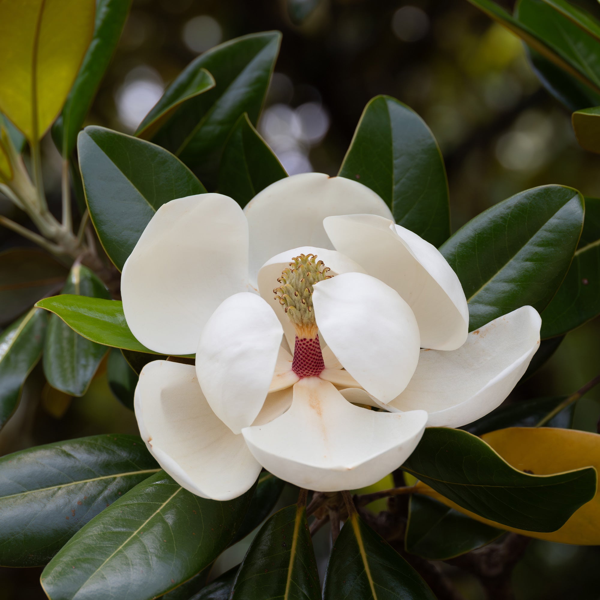 Bakker Magnolia grandiflora Alta arbuste pot 9cm 10-20cm