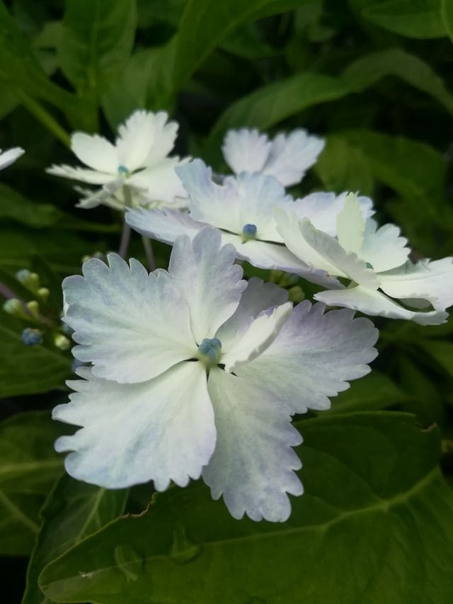 Les Hortensias du Haut Bois Mikamba hortensia fleurs plates godet