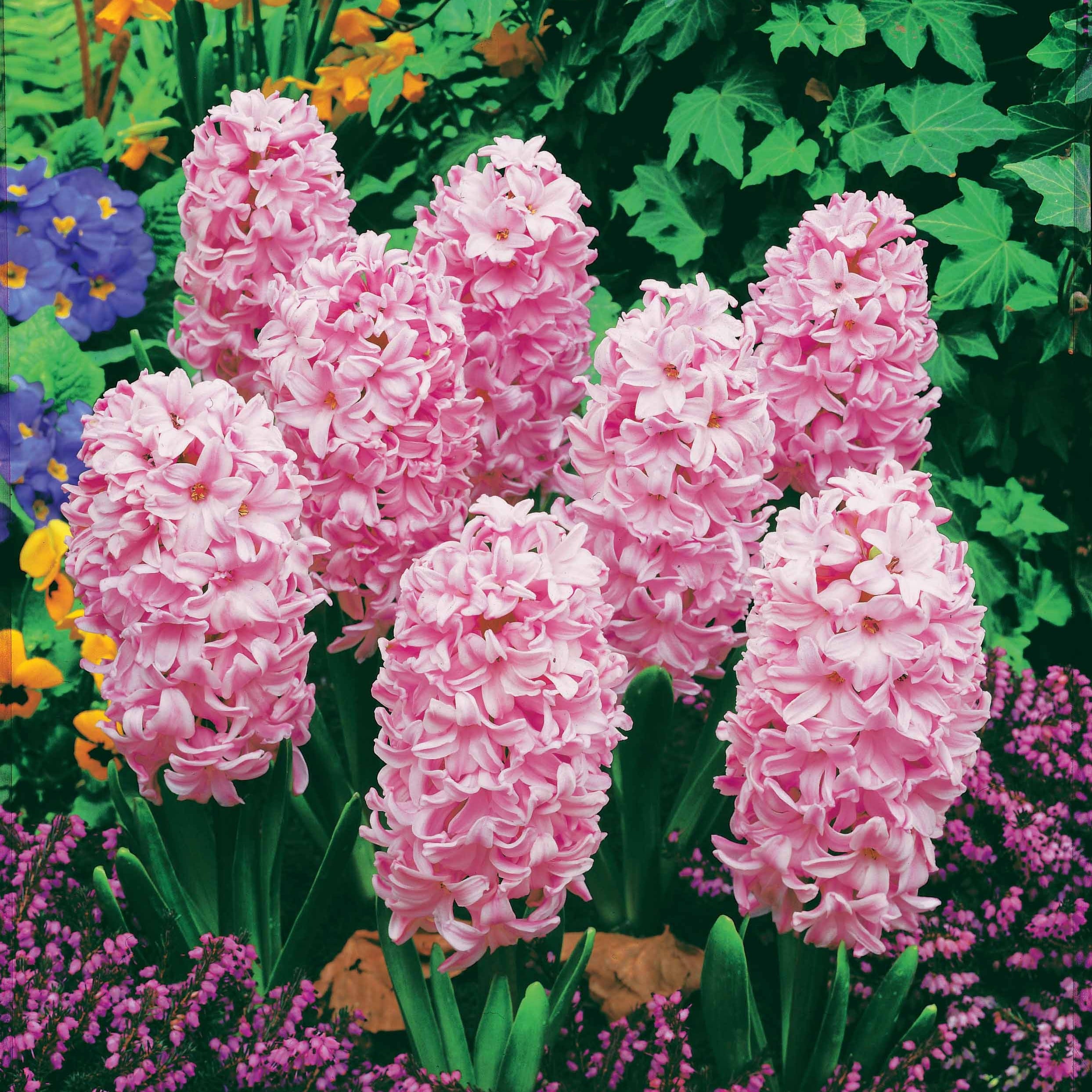 Bakker Jacinthes roses bulbes sachet 3 bulbes parfumés