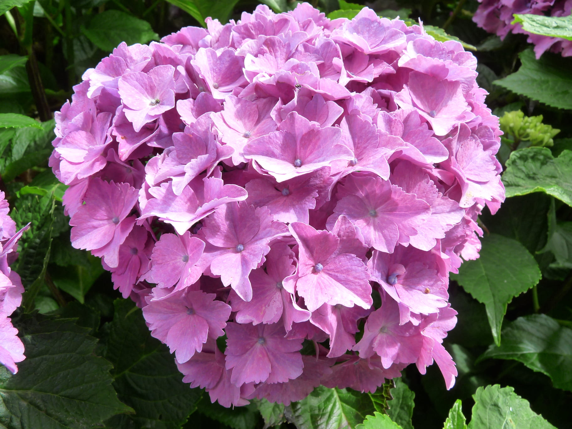 Les Hortensias du Haut Bois Armand Draps hortensia fleurs rondes godet