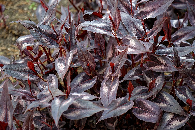 Passion Vivaces Persicaria Red Dragon vivace ombre feuillage pourpre