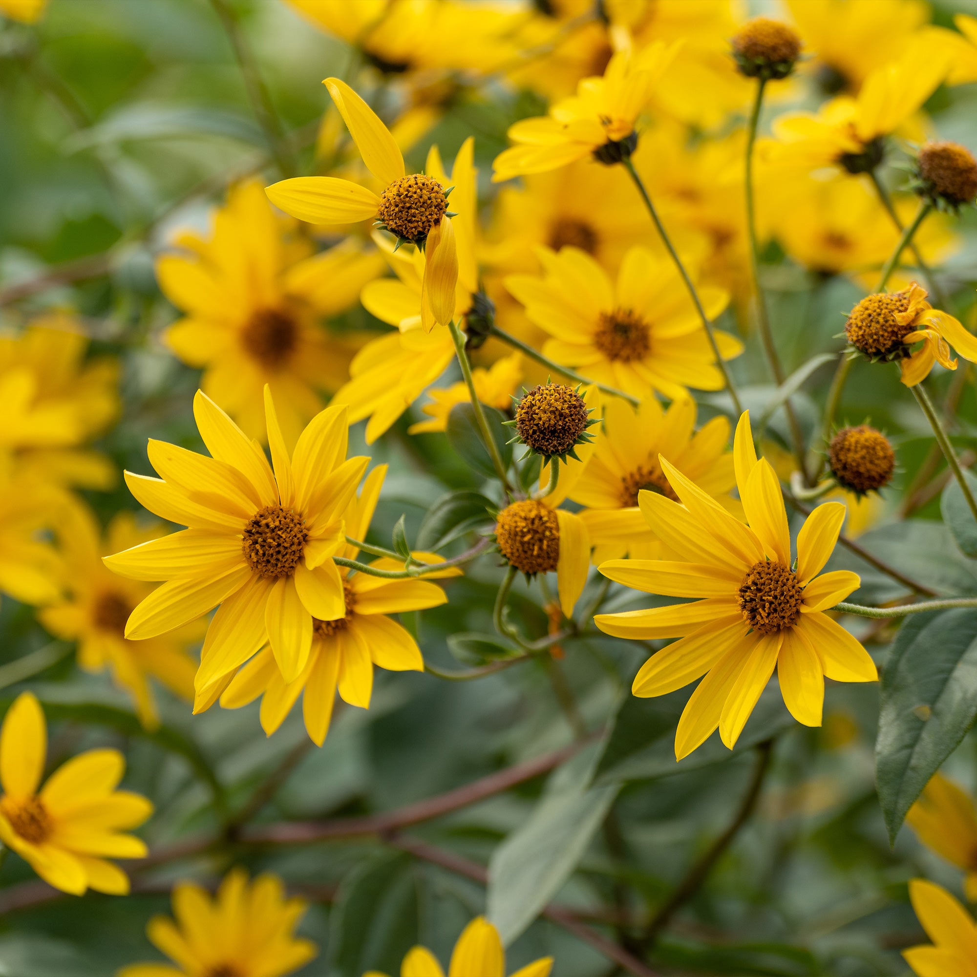 Bakker Massif Été Fleuri 18 plantes vivaces 2m²