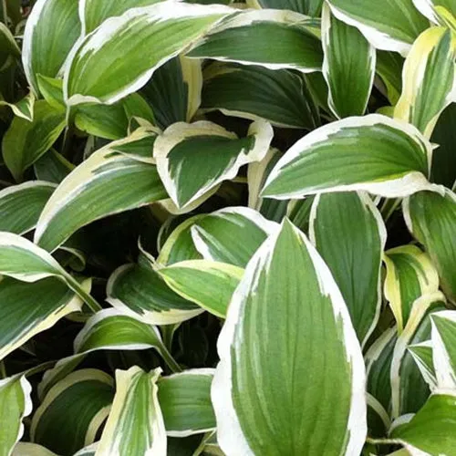 Bakker Hosta Yellow Splash Rim vivace pot Ø9cm bord jaune