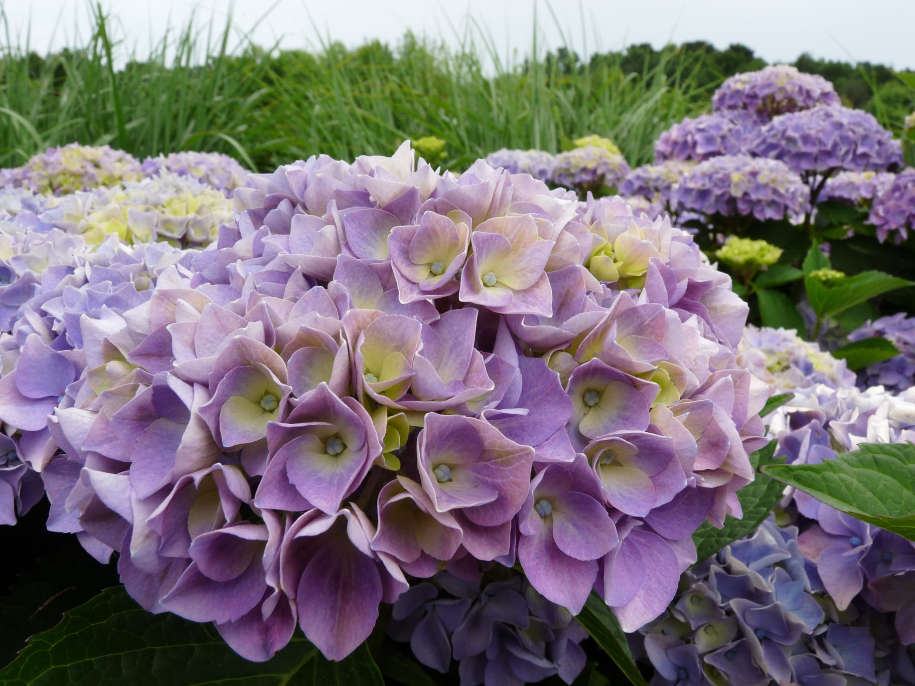 Les Hortensias du Haut Bois Botanique du Japon hortensia fleurs rondes godet