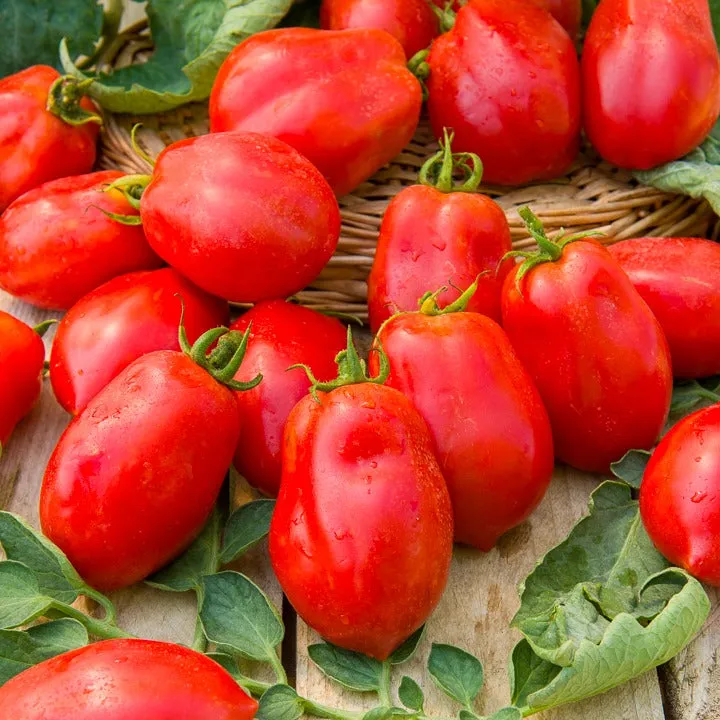Bakker Tomate Roma VF graine sachet 2g pour coulis