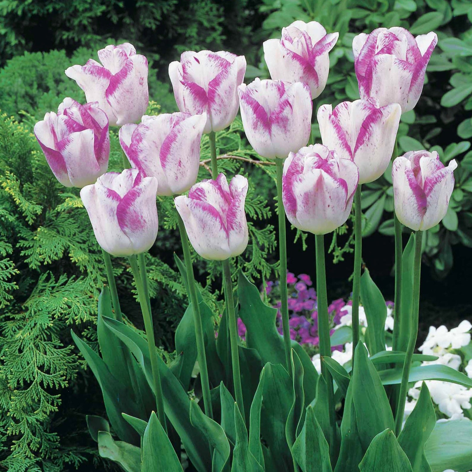 Bakker Angélique Shirley tulipes doubles sachet 20 bulbes rose