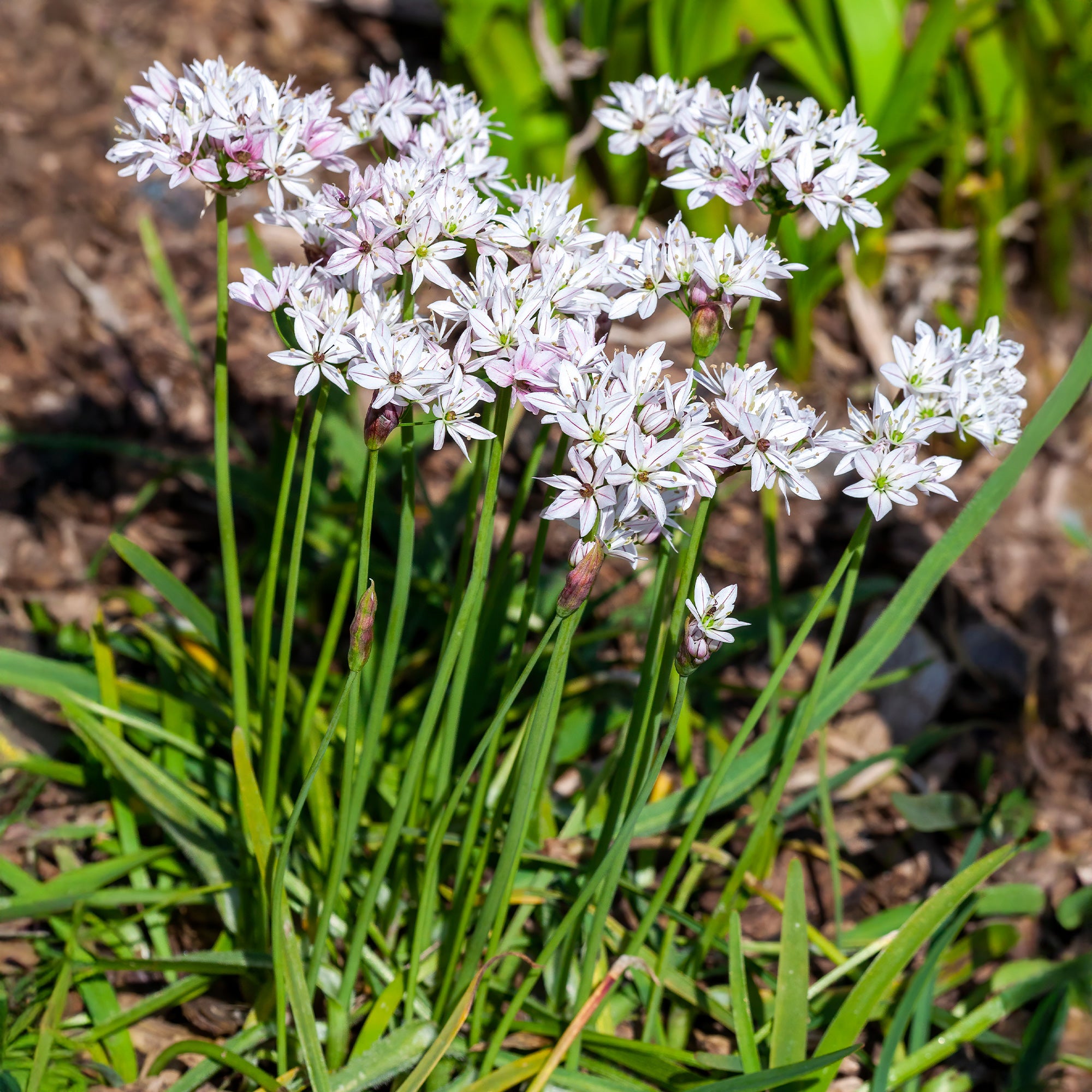 Bakker Alliums Caméléon Bulbes Fleurs 25 Bulbes Rose Blanc