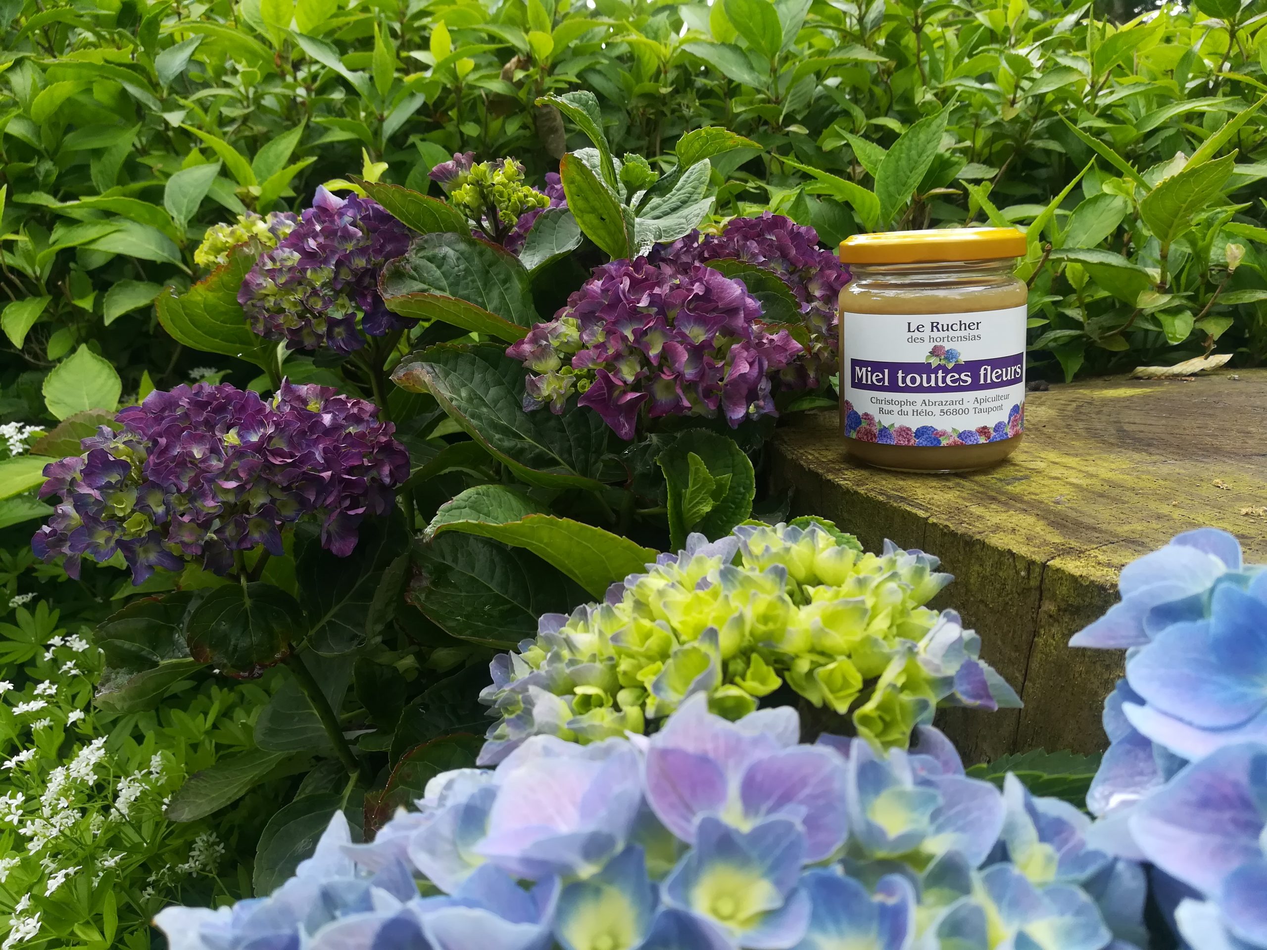 Les Hortensias du Haut Bois Miel et infusion miel Le rucher