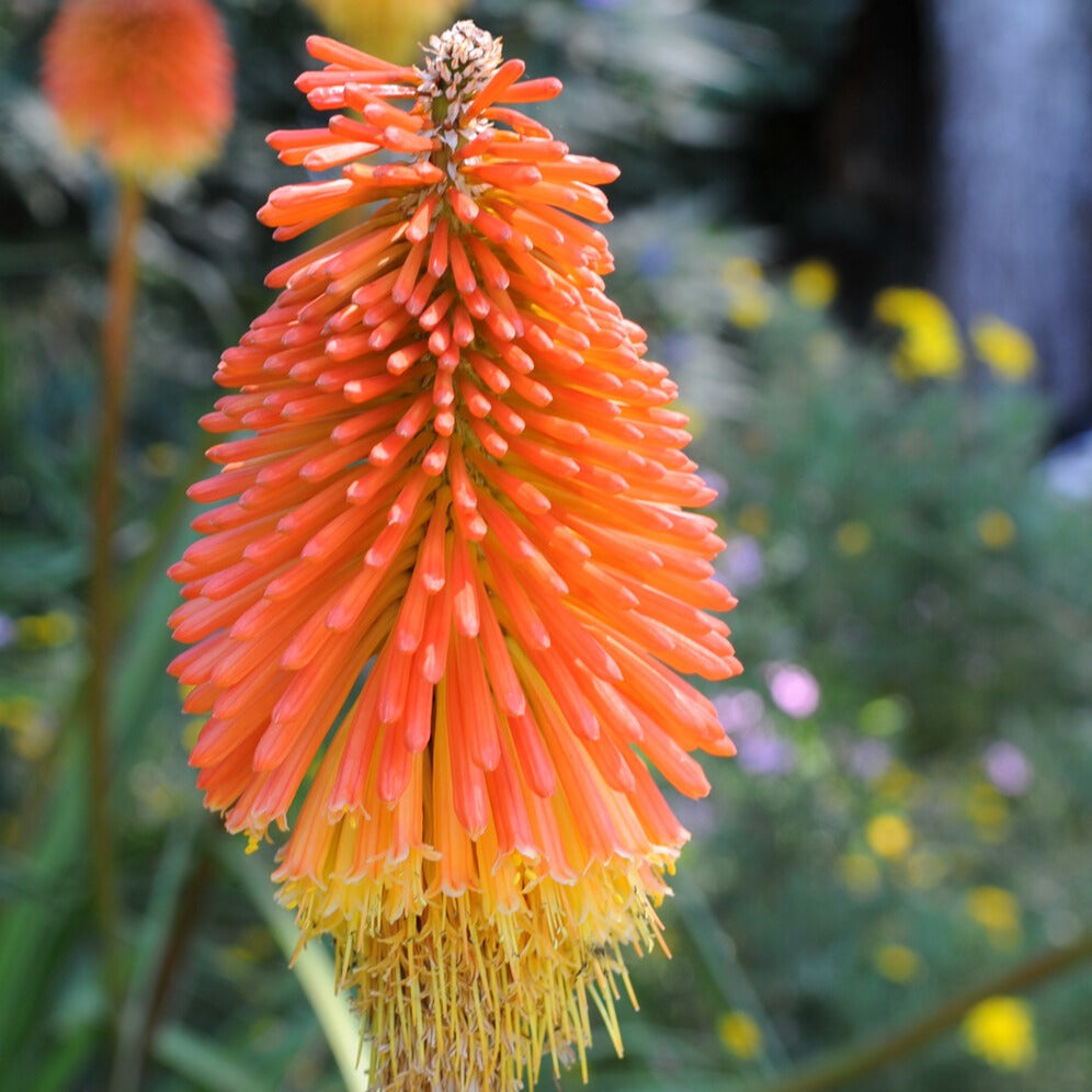 Bakker Tritomas Kniphofia vivace paquet 5 racines floraison bicolore