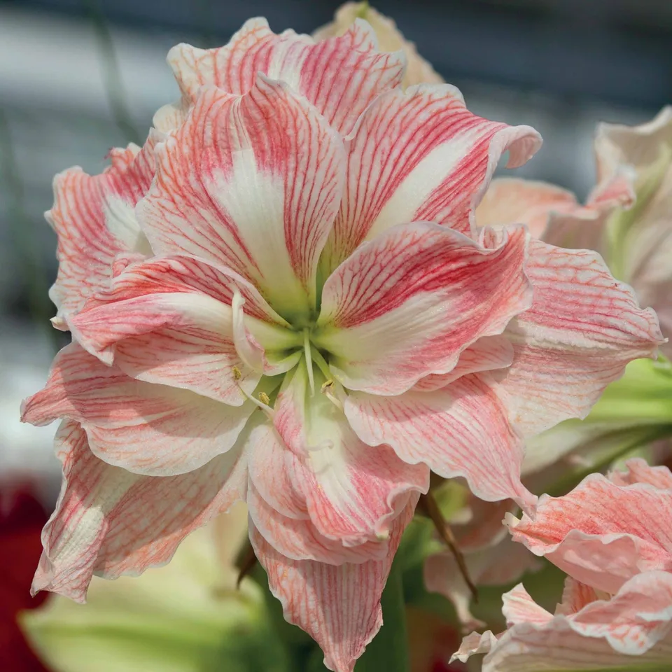 Bakker Happy Nymph amaryllis bulbe 26cm+ rose double