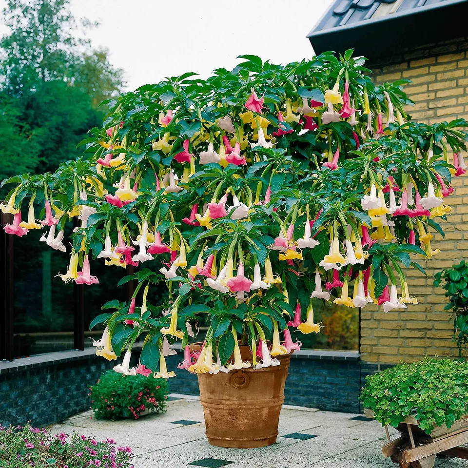 Bakker Brugmansia Tricolor trompette des anges pot 12cm