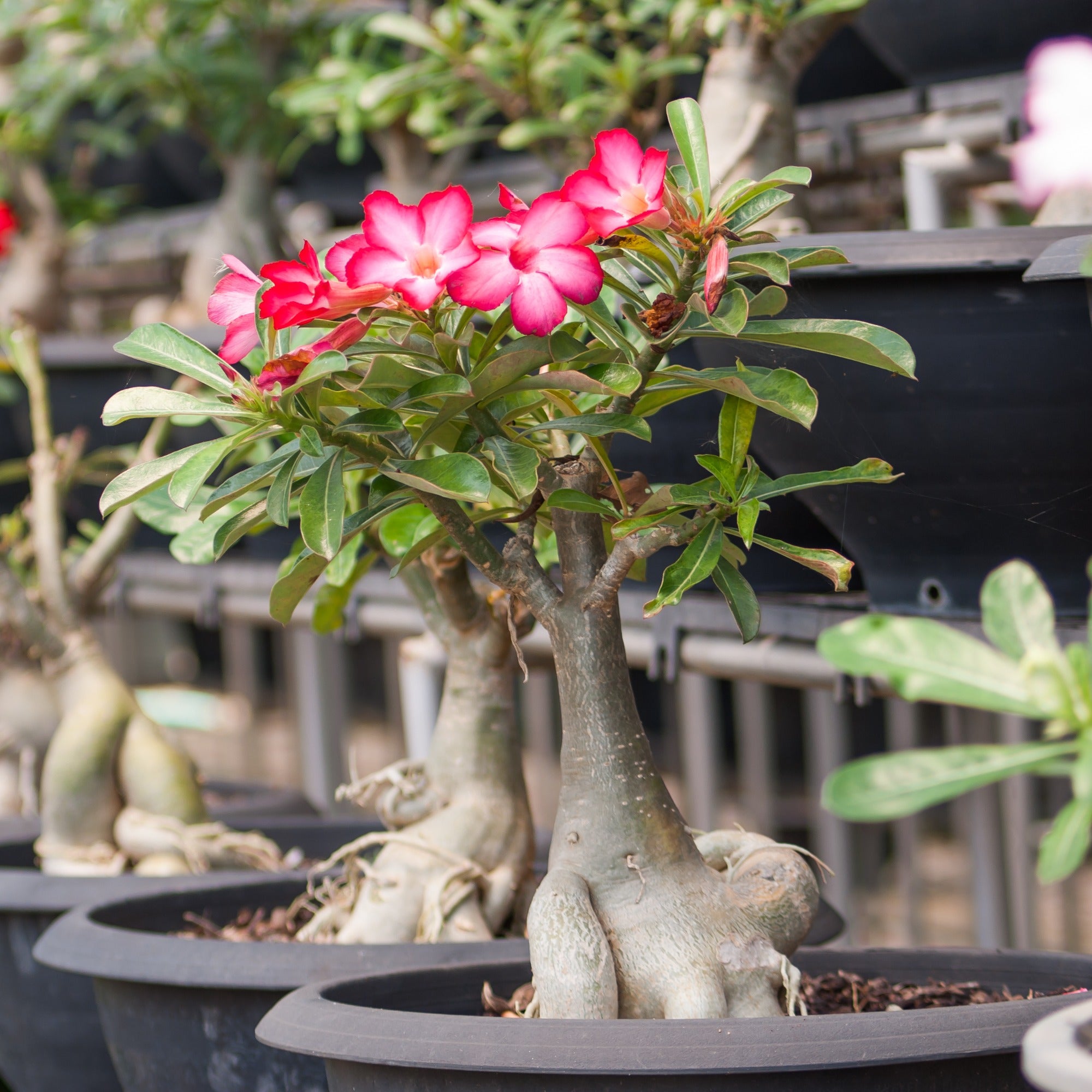 Bakker Rose du désert Adenium plante intérieur rose 20 cm