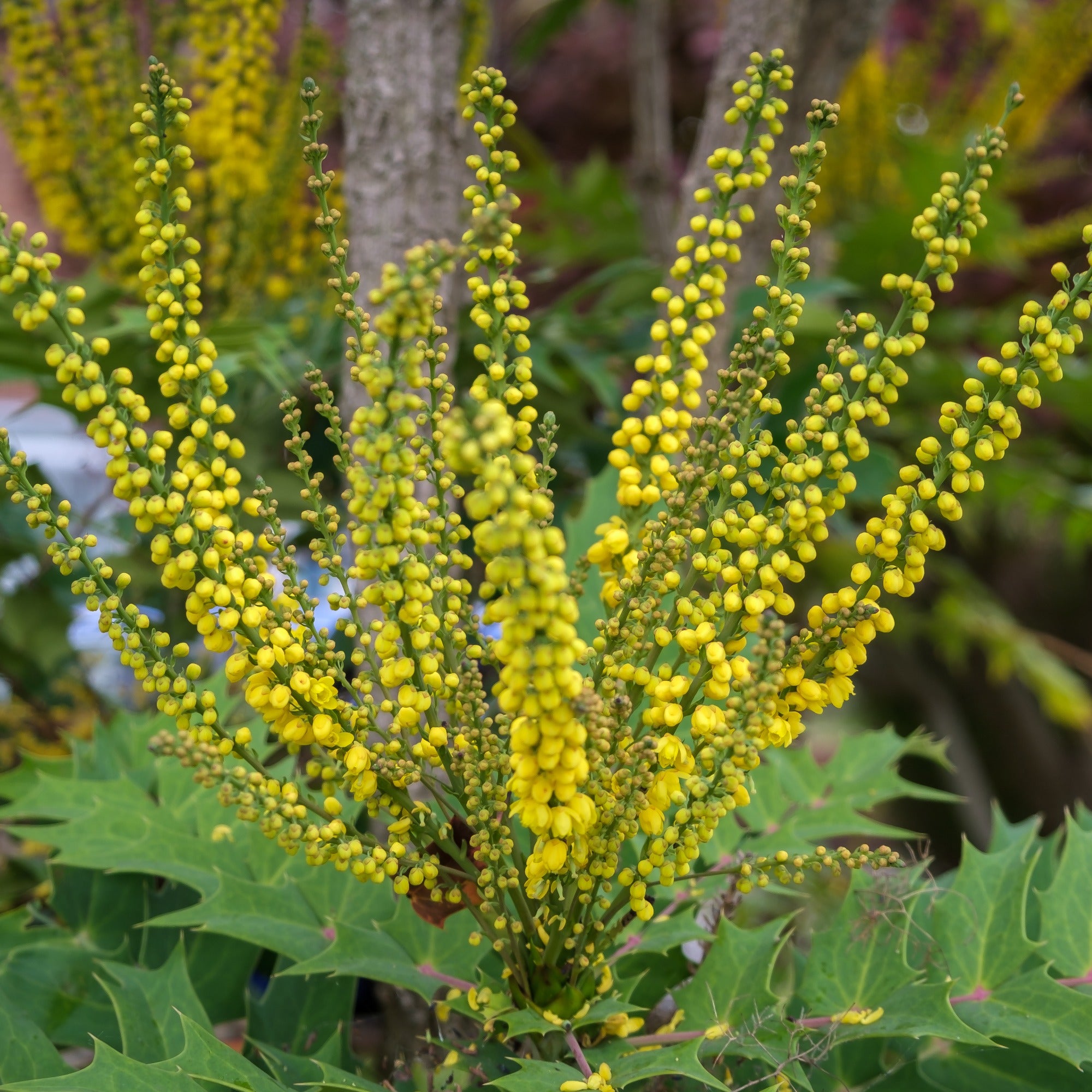 Bakker Charity Mahonia sur tige pot 3L fleurs jaunes hiver