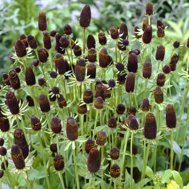 Bakker Plantes vivaces Rudbeckia Green Wizard pot brun