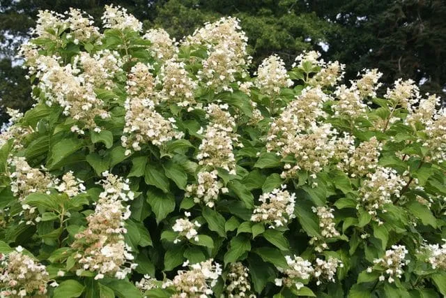 Les Hortensias du Haut Bois Papillon hortensia paniculata godet