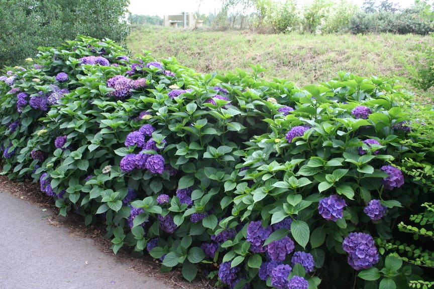 Les Hortensias du Haut Bois Red Baron hortensia macrophylla rouge