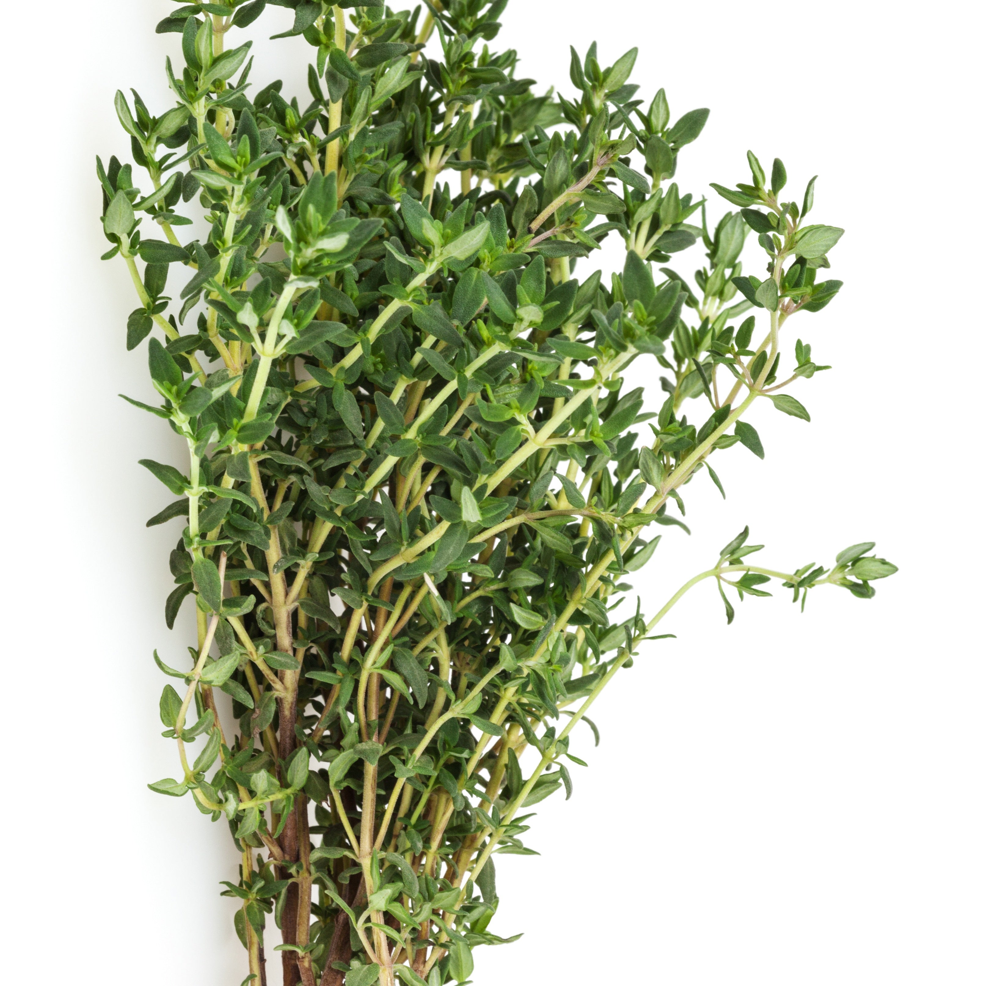 Bakker Collection 4 aromatiques pots Ø 13cm basilic thym