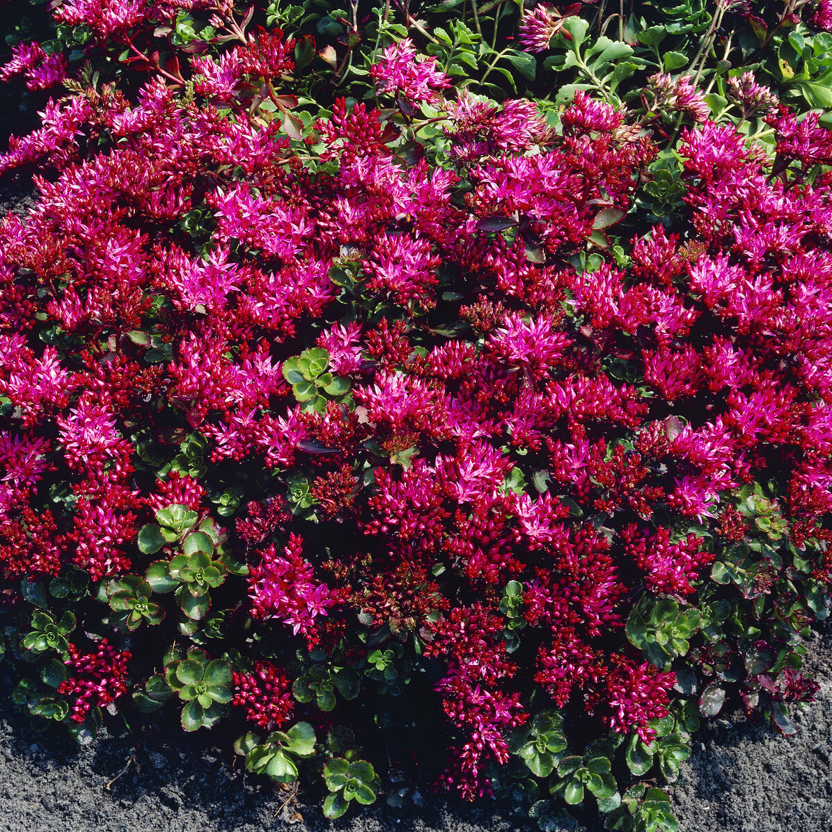 Bakker Schorbuser sedum rouge pot 9cm