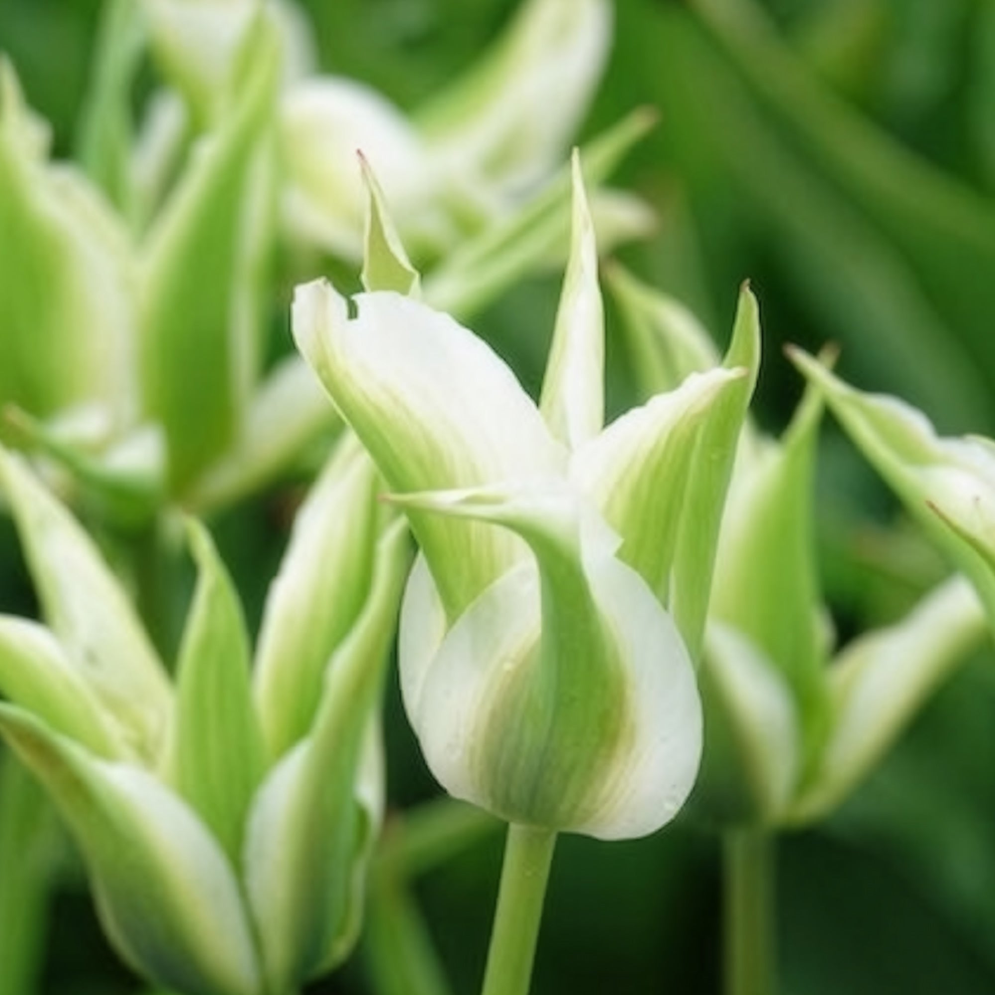 Bakker Bulbes à fleurs Tulipe Greenstar bulbe fleur blanche 10 bulbes