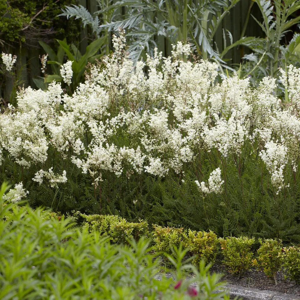 Bakker Filipendule commune vivace pot 9cm fleurs blanches