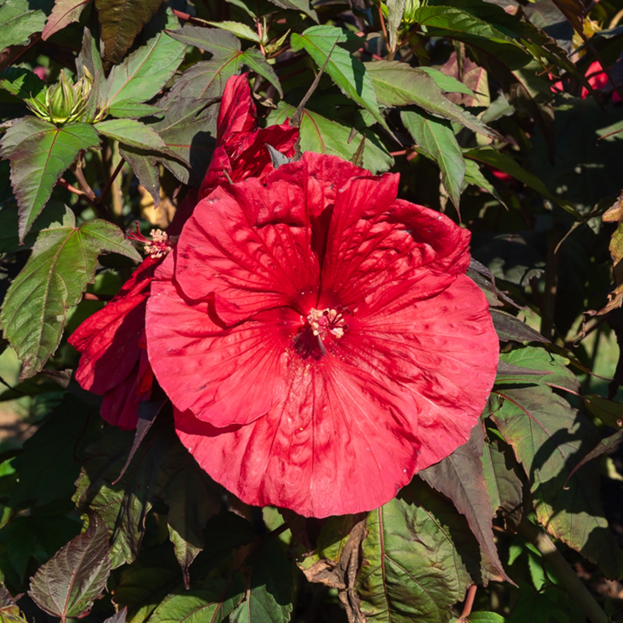 Bakker Hibiscus des marais Carrousel Geant Red pot 9cm rouge